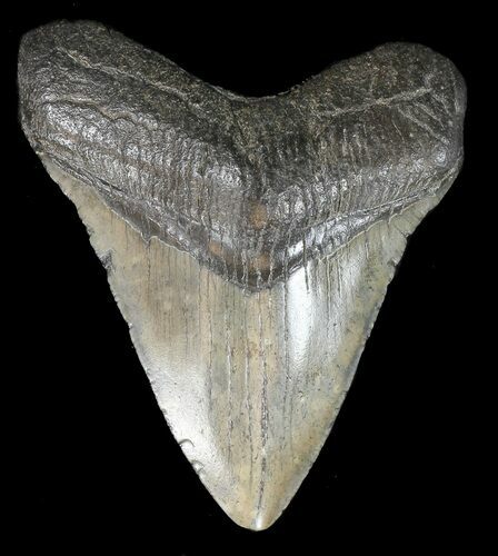 Megalodon Tooth - South Carolina #43029